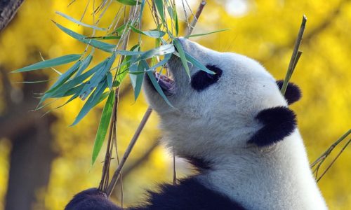 Pourquoi les enfants adorent les pandas ?