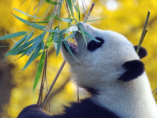 Pourquoi les enfants adorent les pandas ?