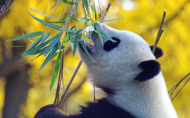 Pourquoi les enfants adorent les pandas ?