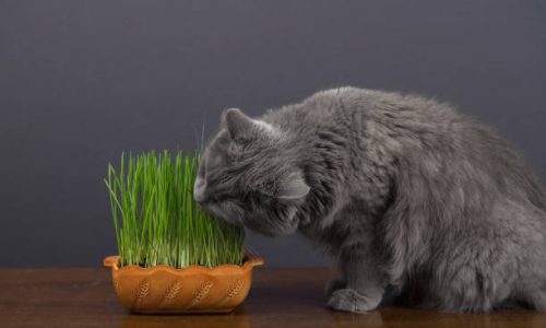 Est-ce que les chats peuvent manger de l’avoine ?
