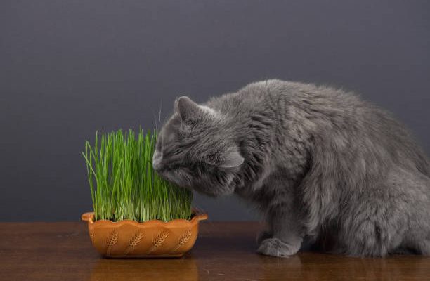 Est-ce que les chats peuvent manger de l’avoine ?